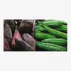 Tara Books | Vegetables of India